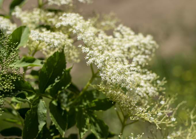 Elderberry bloom