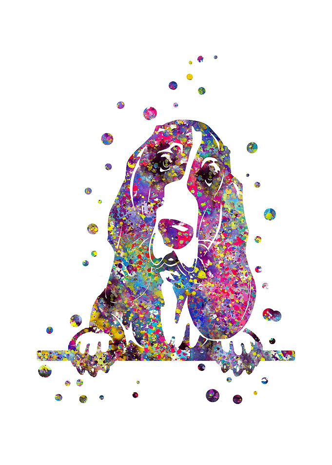 Basset hound