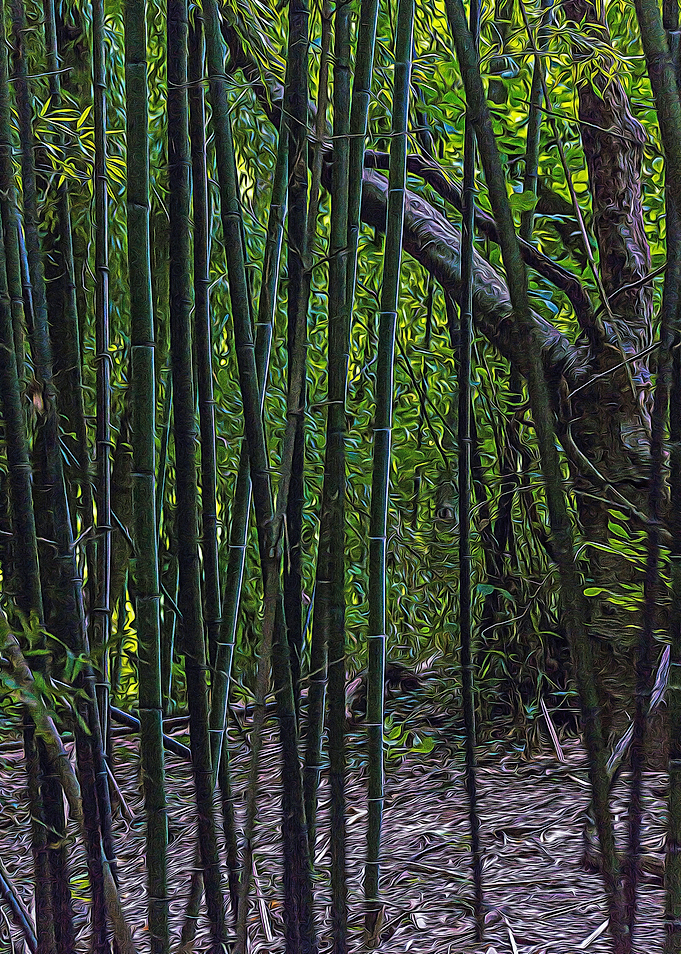 Bamboo canes in a forest