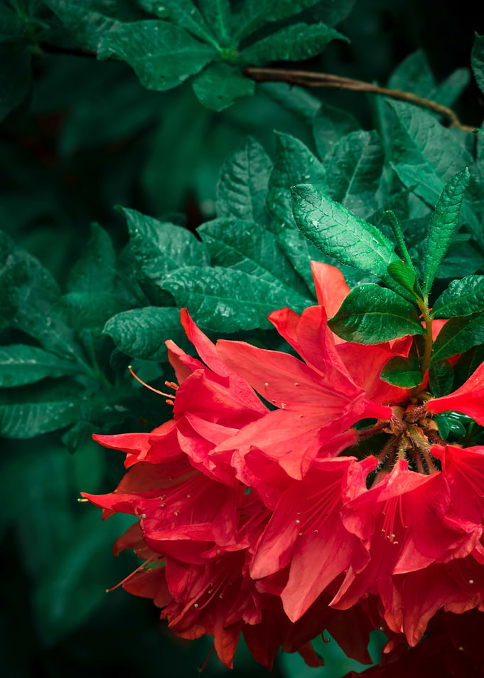 Flower no 5