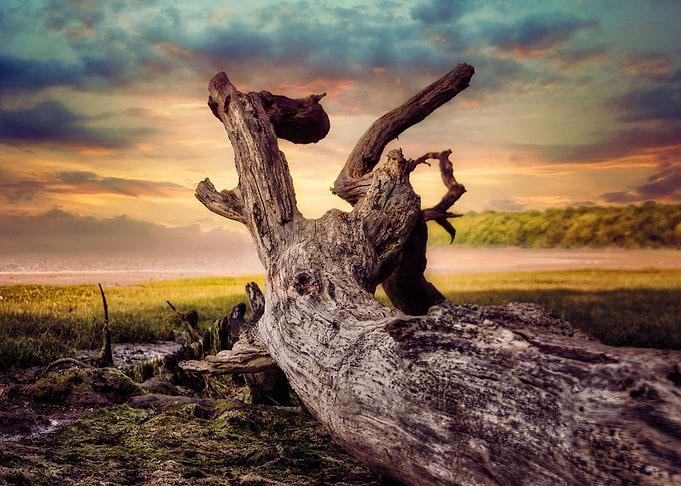Driftwood