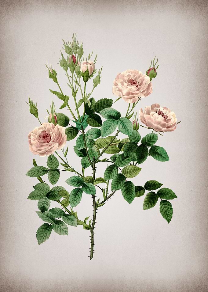 Vintage Rosier Pompon
