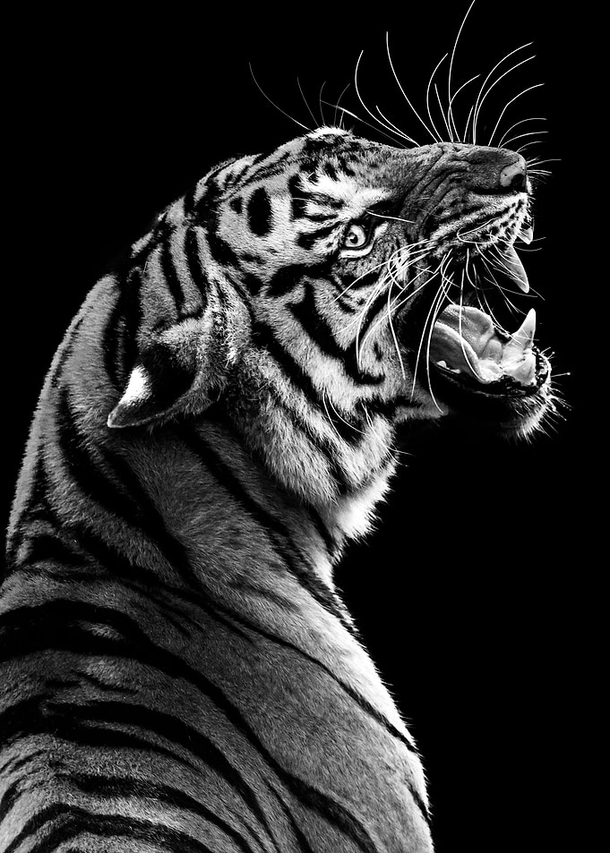 wild angry tiger head
