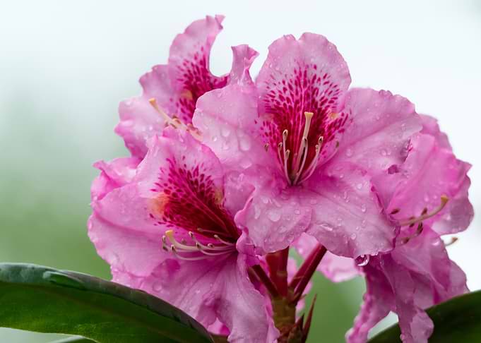 Flower no 10