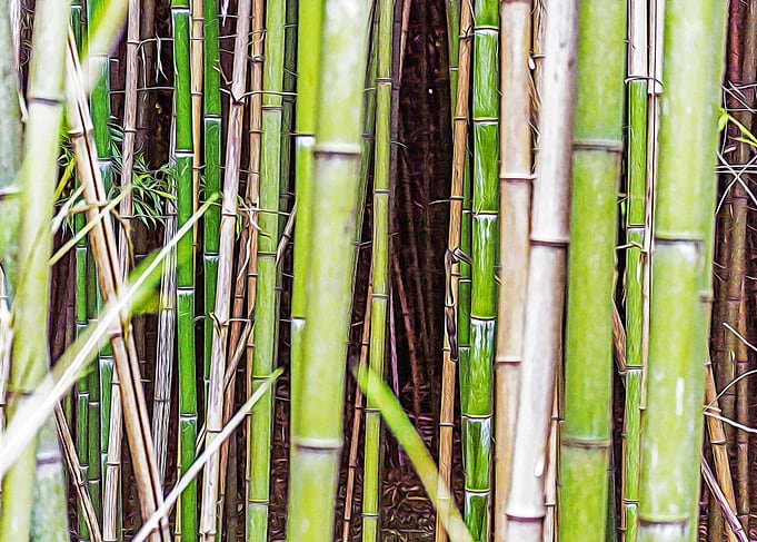 Bamboo canes in a forest