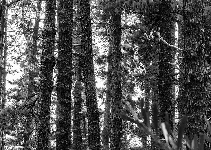Forest 18 Cape Town ZA