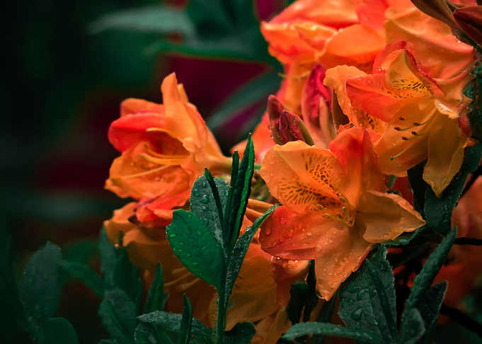 Flower no 1