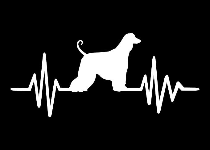 Afghan Hound