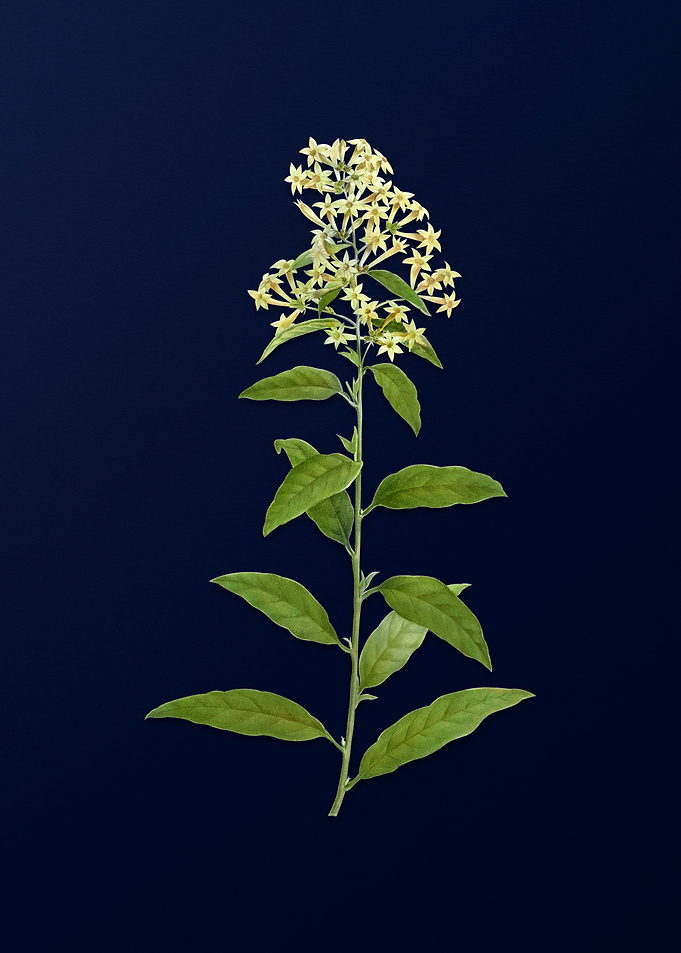 Blue Floral Illustration