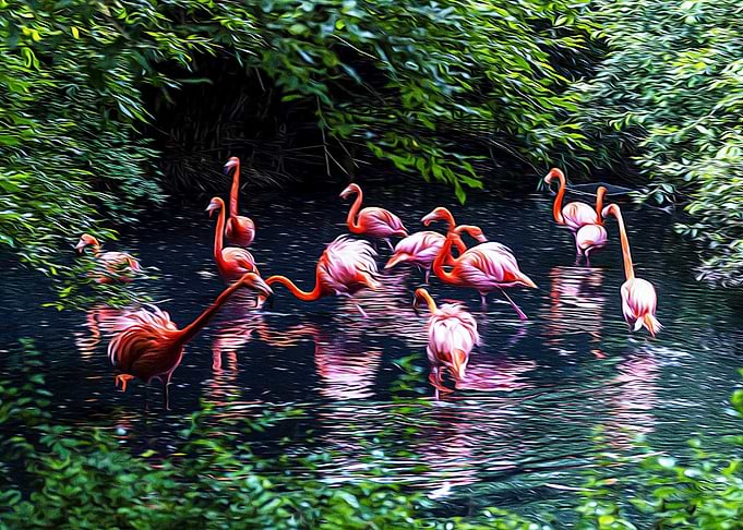 Pink flamingos in a pond