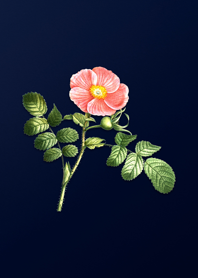 Blue Floral Illustration