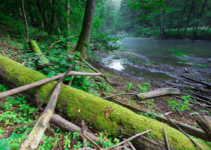 Nature Morning Nobody Scen
