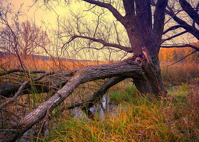 Landscape Autumn River