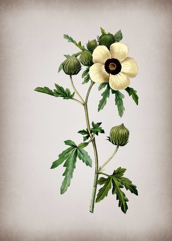 Vintage Venice Mallow