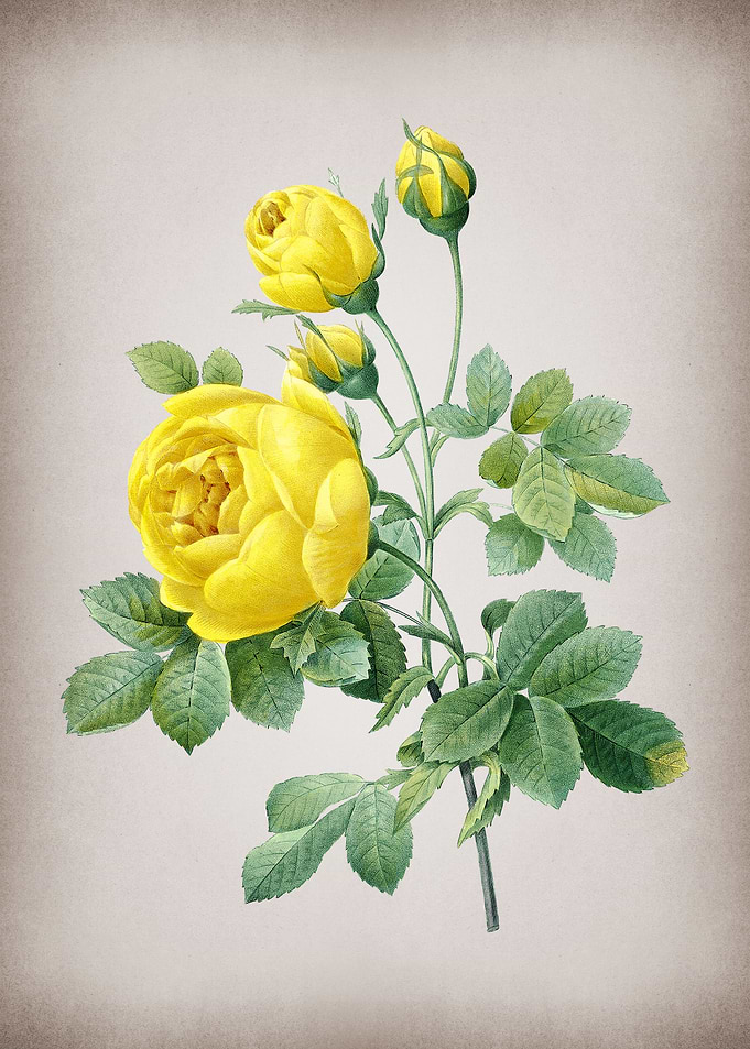 Vintage Yellow Rose