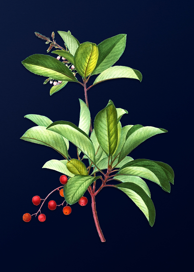 Blue Floral Illustration