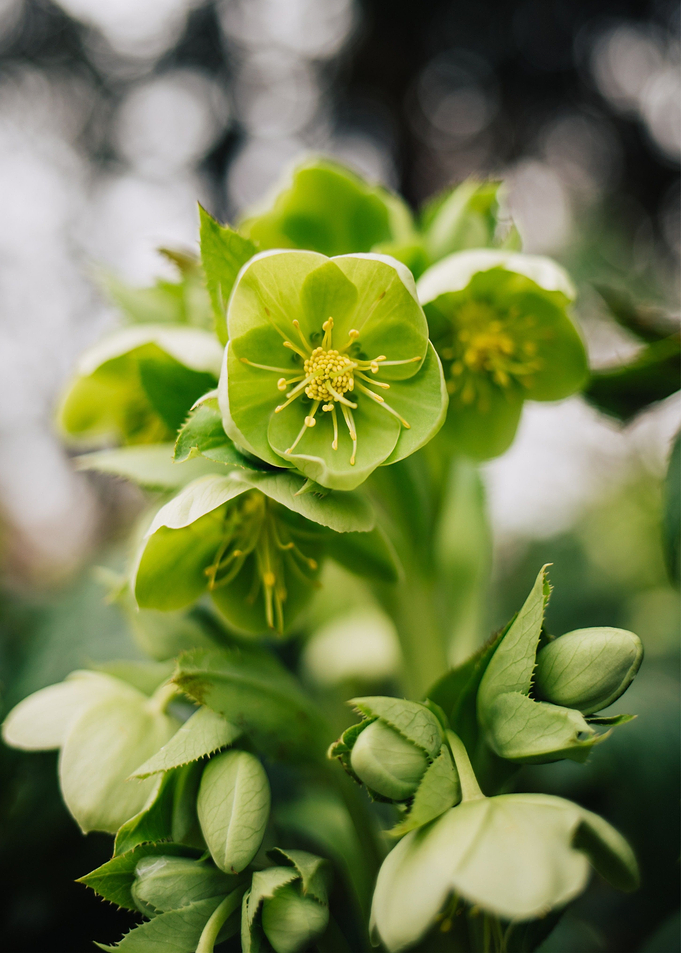 green flower tilt