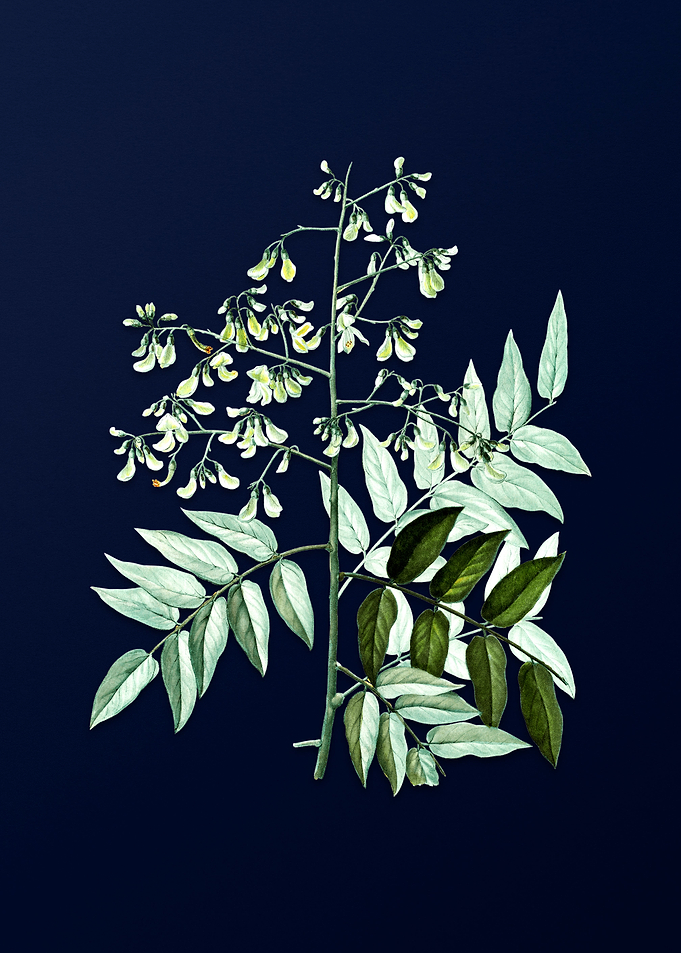 Blue Floral Illustration