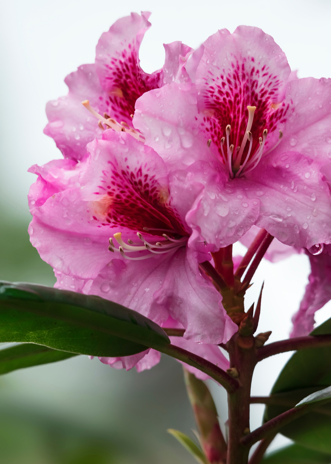 Flower no 3
