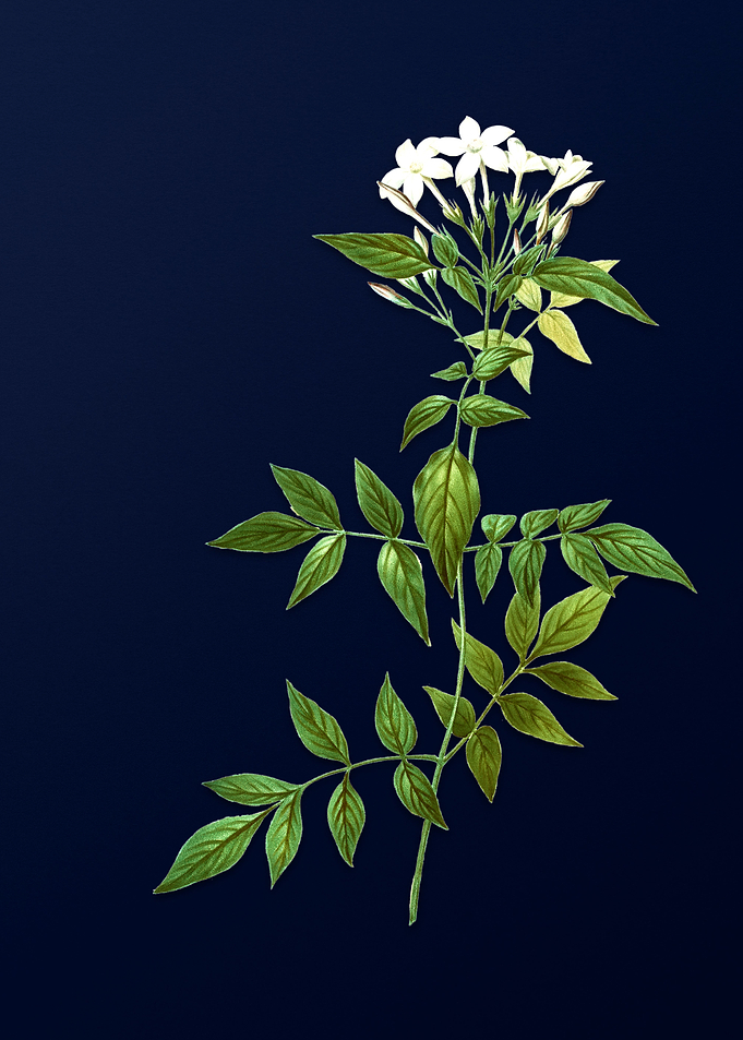 Blue Floral Illustration
