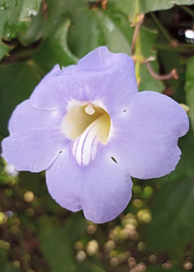 Blue skyflower 2