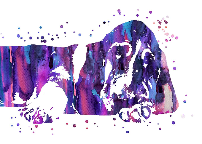 Basset hound