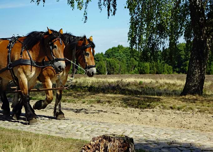 Horses