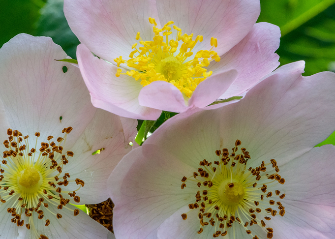Group of flowers