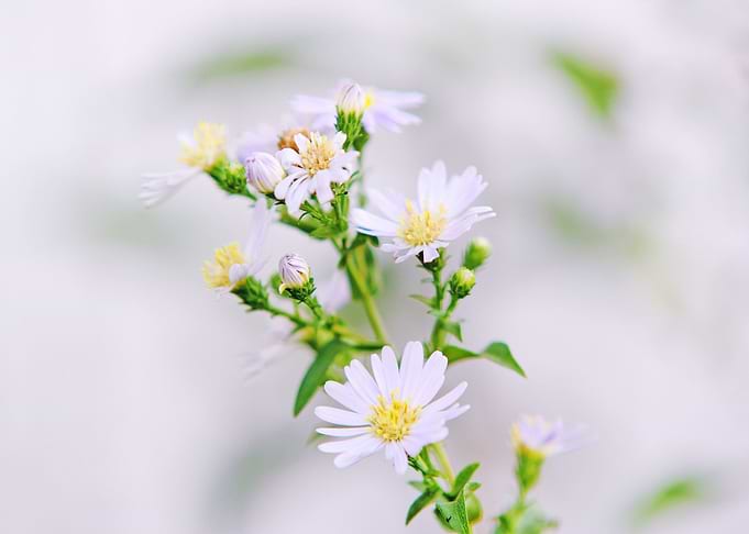 white green flower
