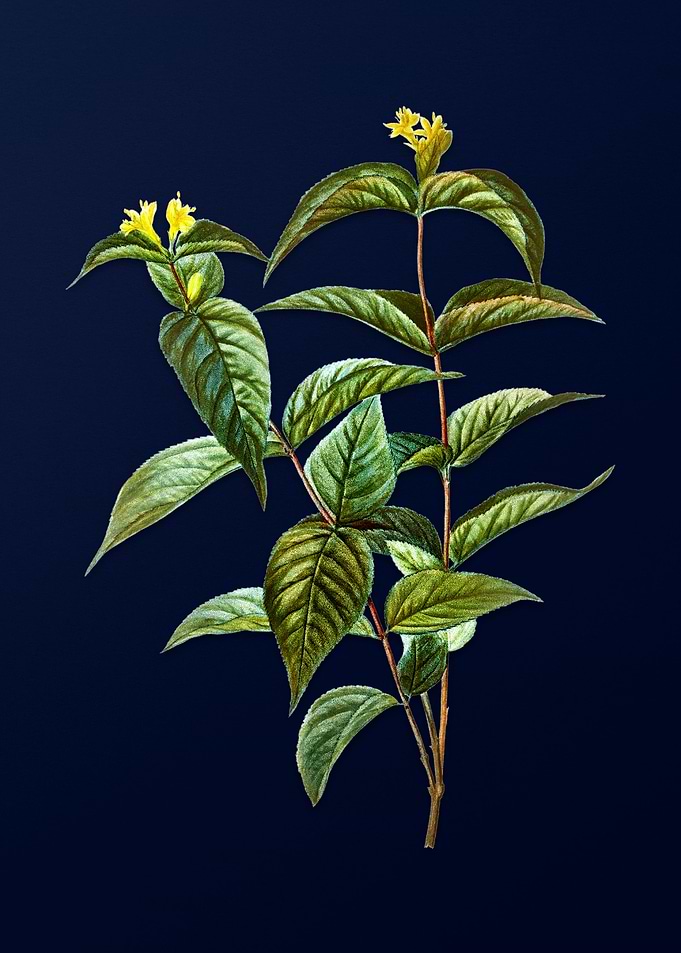 Vintage Botanical Painting