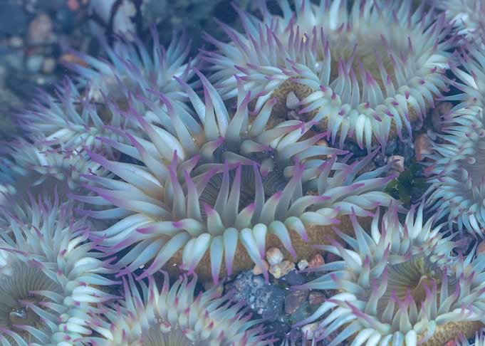 Flowers of the Sea
