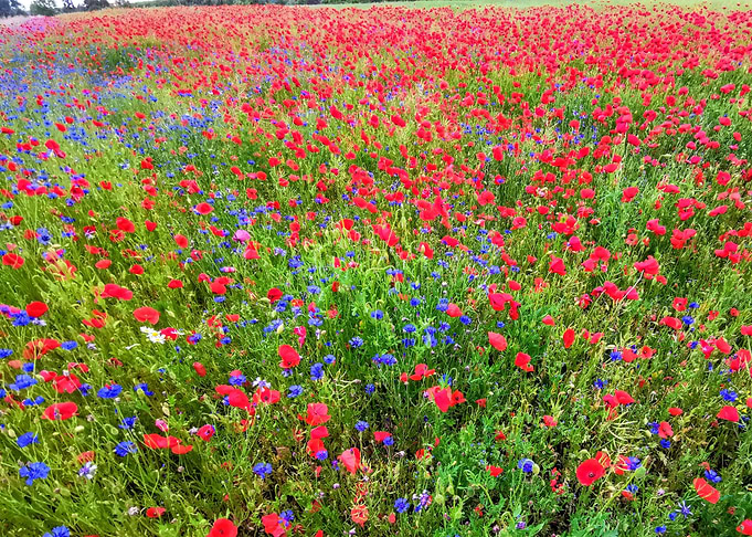 kornblumenblau