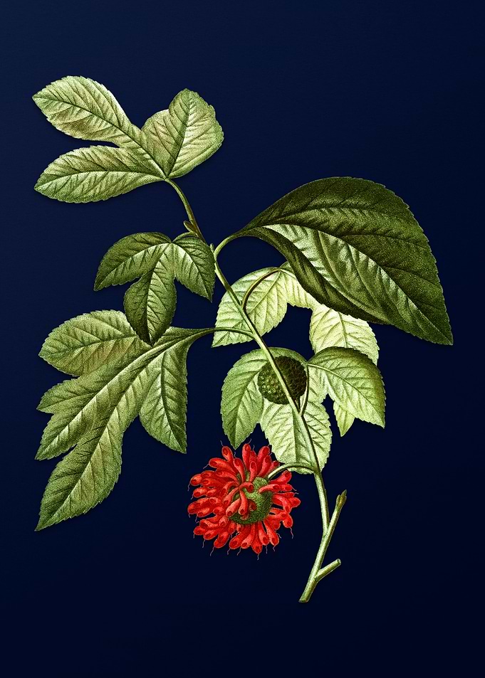 Vintage Botanical Painting