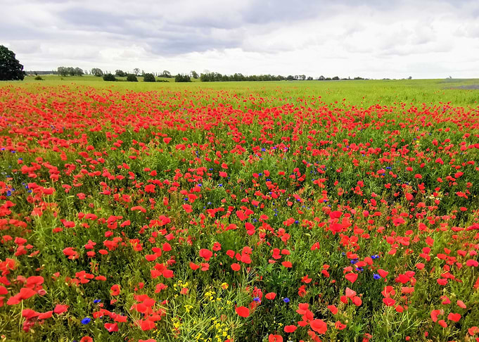 poppies