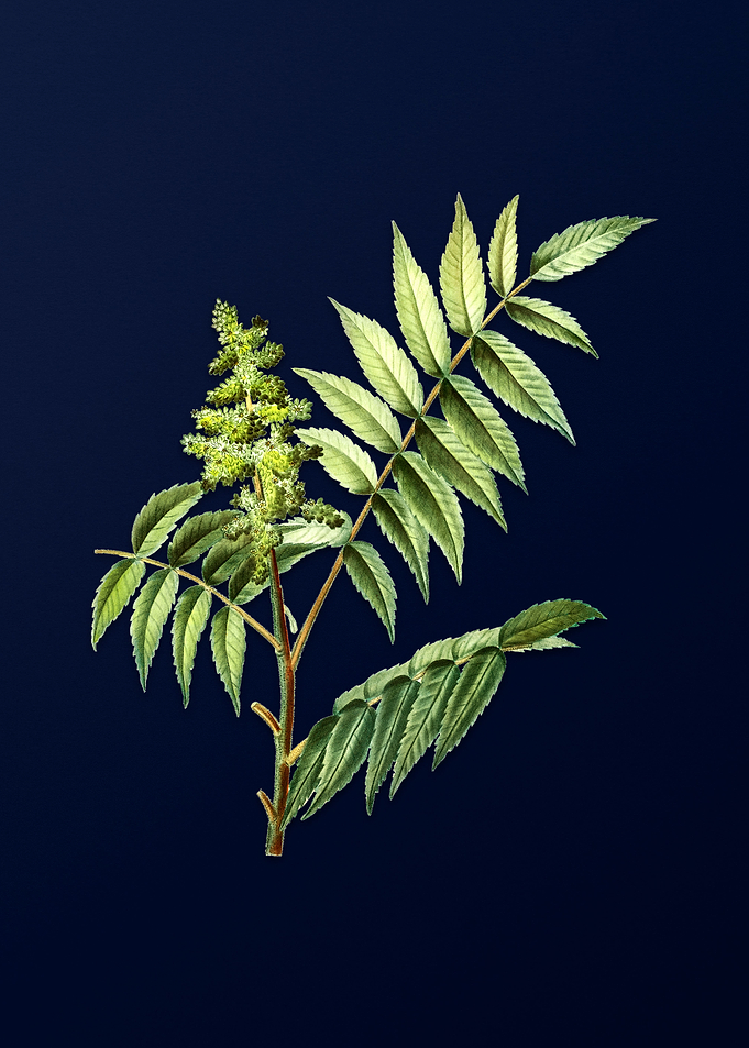 Blue Leaf Branch Drawing