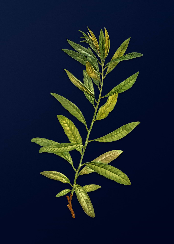 Vintage Branch Painting