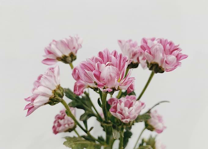 flower pink