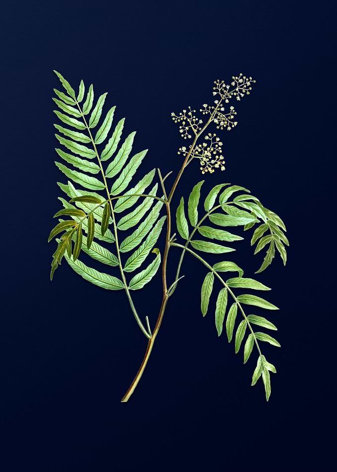Vintage Botanical Painting