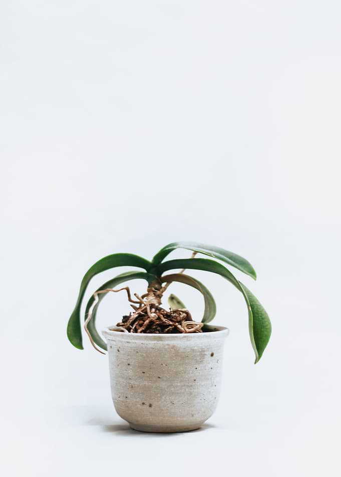 green pot flower