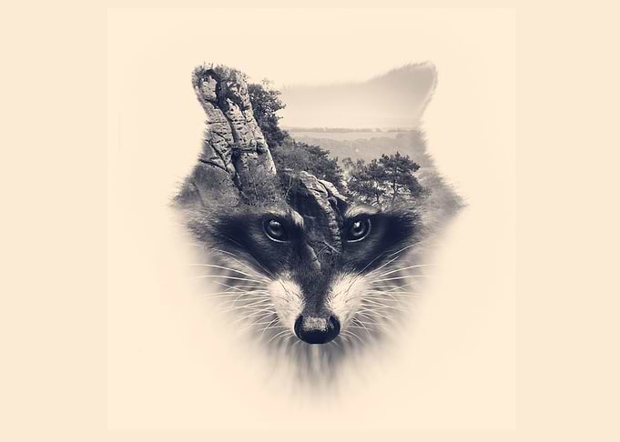racoon face with double ex