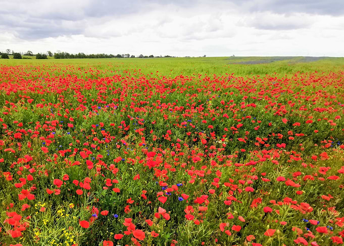 Klatschmohn und Kornblumen
