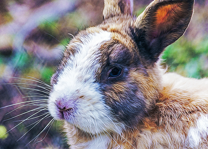 Rabbit in a wood