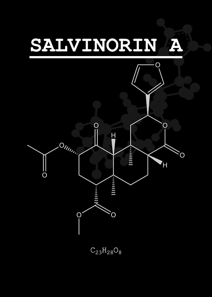 Psychedelic Salvinorin A