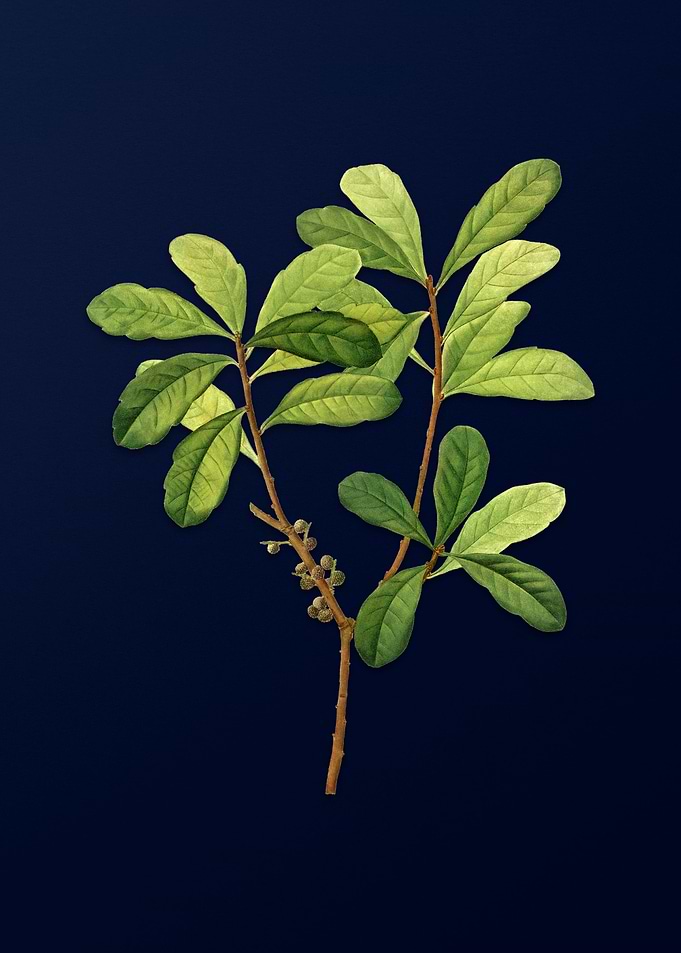 Vintage Botanical Painting