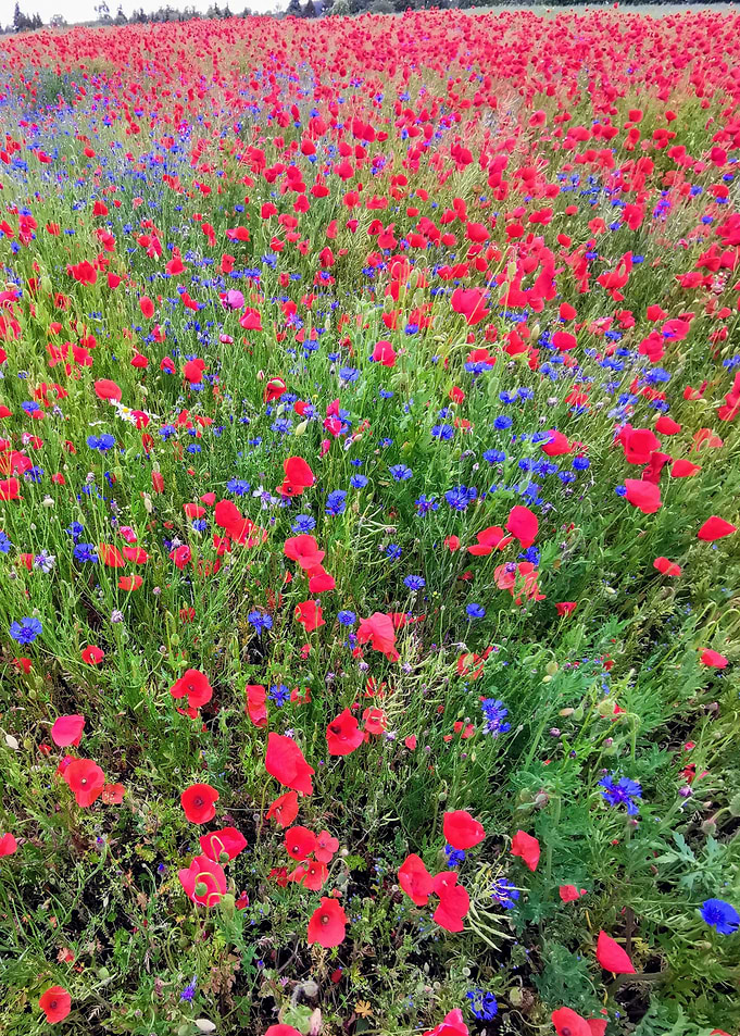 Klatschmohn