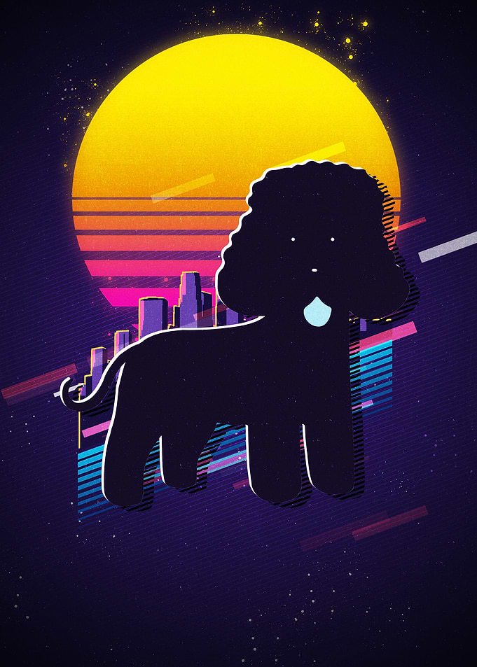 Irish Water Spaniel
