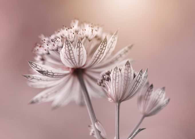 Floral composition