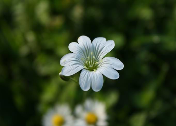white flower green