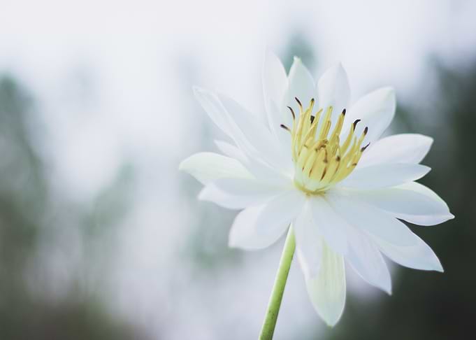yellow white flower