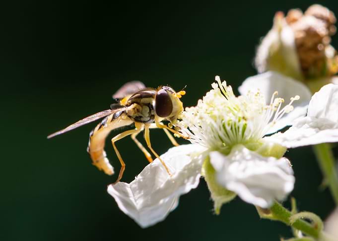 Hoverfly is laying